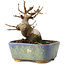 Acer buergerianum, 8 cm, ± 8 jaar oud
