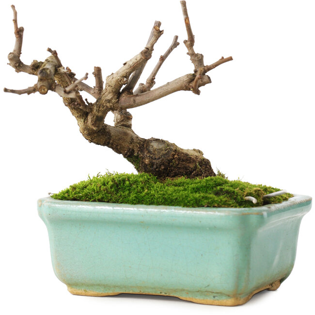 Celastrus orbiculatus, 8 cm, ± 5 ans