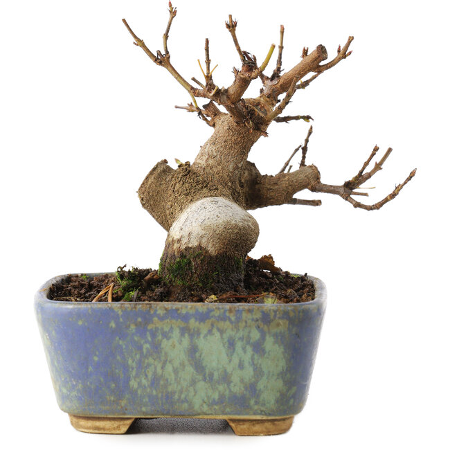 Acer buergerianum, 8 cm, ± 8 años