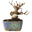 Acer buergerianum, 8 cm, ± 8 jaar oud