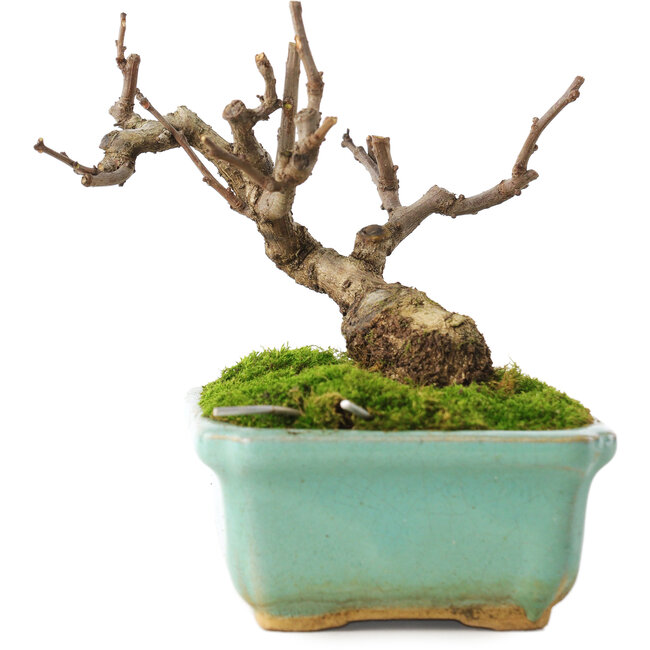 Celastrus orbiculatus, 8 cm, ± 5 years old