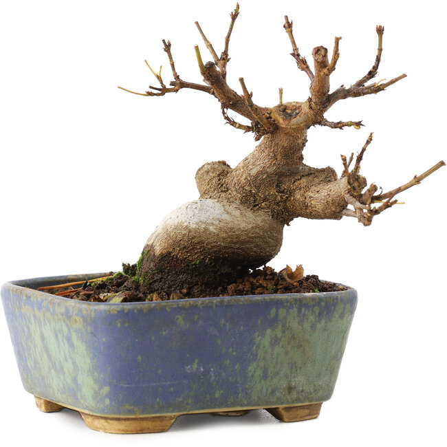 Acer buergerianum, 8 cm, ± 8 anni