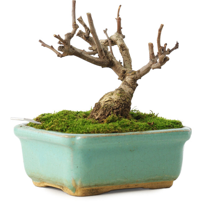 Celastrus orbiculatus, 8 cm, ± 5 jaar oud