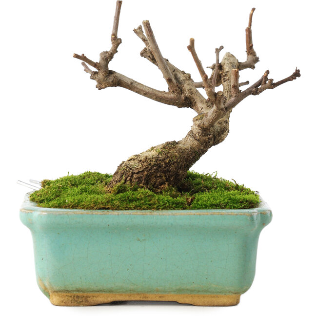 Celastrus orbiculatus, 8 cm, ± 5 years old