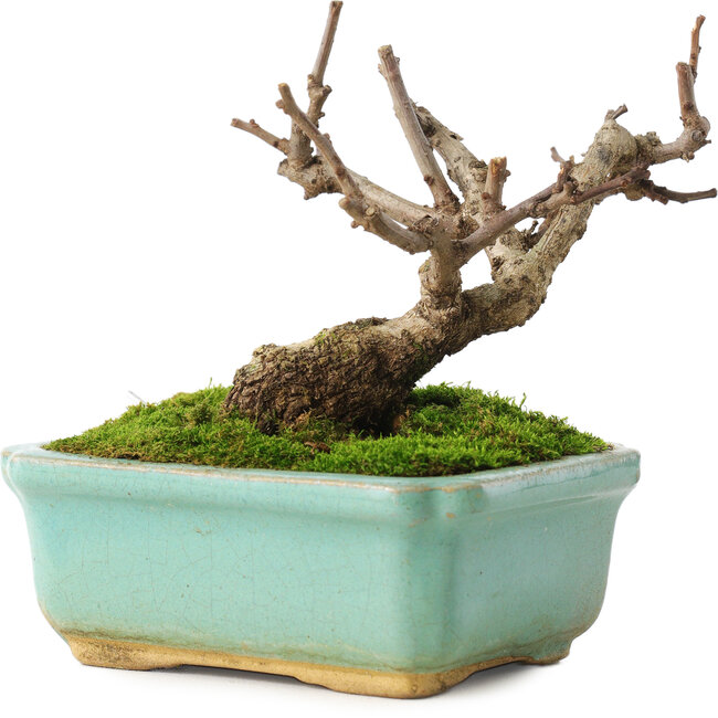 Celastrus orbiculatus, 8 cm, ± 5 years old