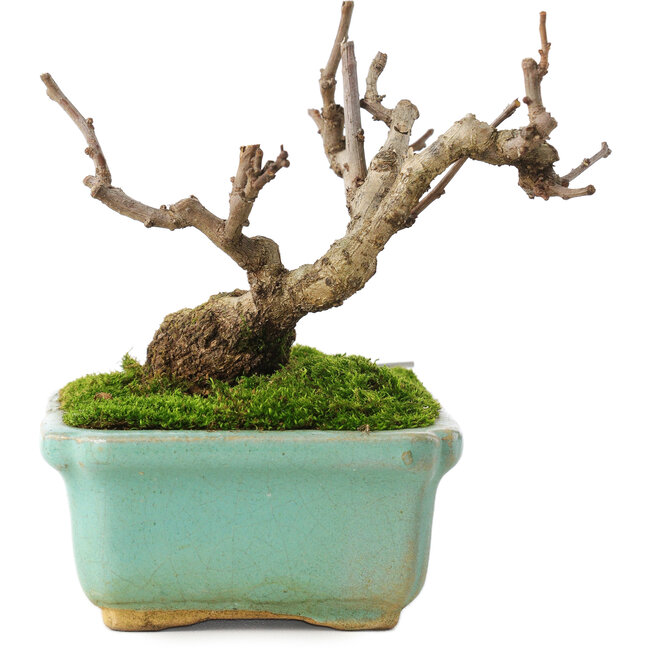 Celastrus orbiculatus, 8 cm, ± 5 Jahre alt