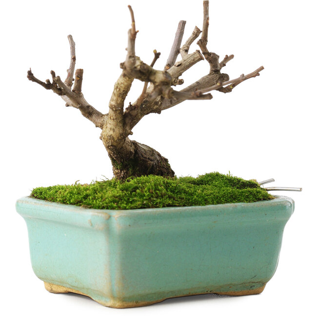 Celastrus orbiculatus, 8 cm, ± 5 years old