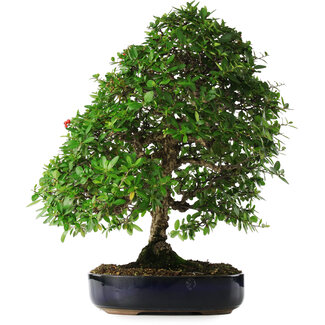 Pyracantha, 56 cm, ± 25 Jahre alt