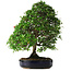 Pyracantha, 56 cm, ± 25 jaar oud