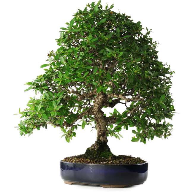 Pyracantha, 56 cm, ± 25 years old