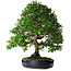 Pyracantha, 56 cm, ± 25 anni