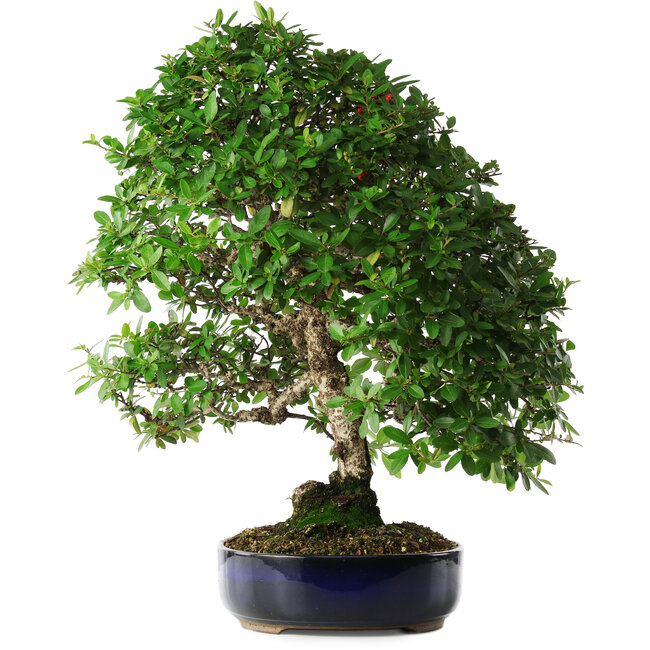 Pyracantha, 56 cm, ± 25 años