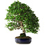Pyracantha, 56 cm, ± 25 anni