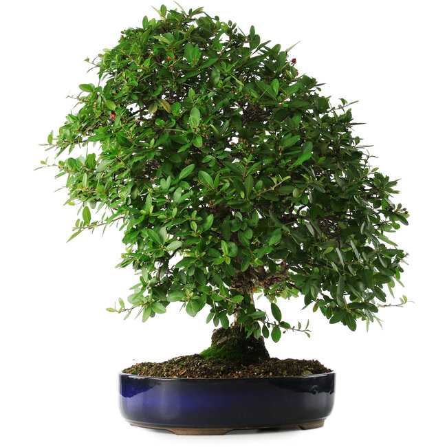 Pyracantha, 56 cm, ± 25 jaar oud