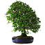 Pyracantha, 56 cm, ± 25 anni