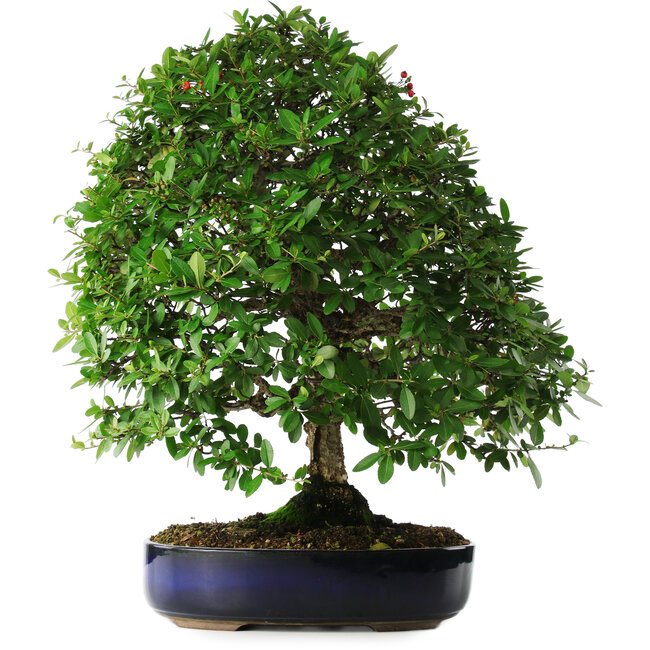 Pyracantha, 56 cm, ± 25 years old