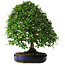 Pyracantha, 56 cm, ± 25 jaar oud