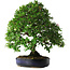 Pyracantha, 56 cm, ± 25 jaar oud