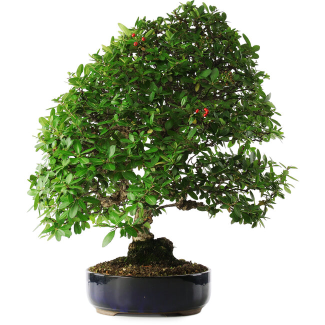 Pyracantha, 56 cm, ± 25 anni