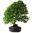Pyracantha, 56 cm, ± 25 ans