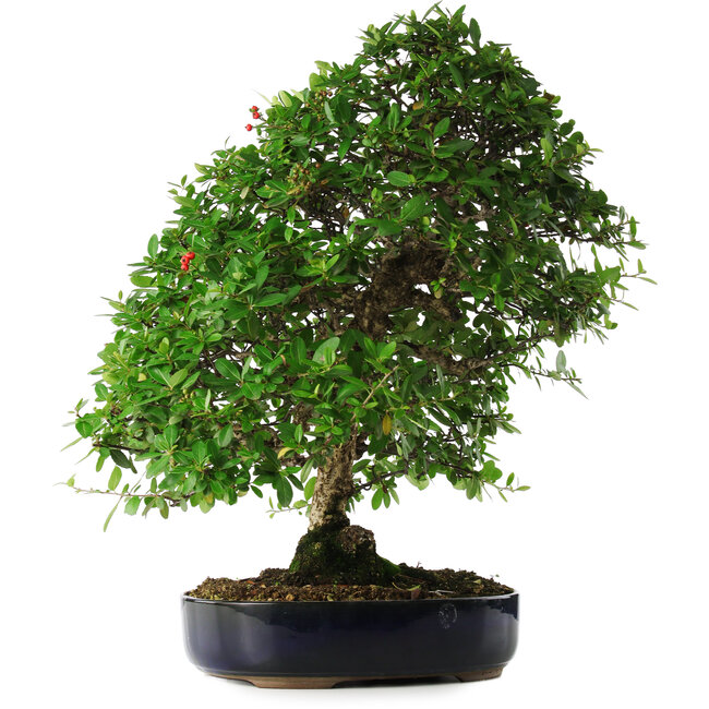 Pyracantha, 56 cm, ± 25 years old