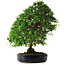 Pyracantha, 56 cm, ± 25 anni