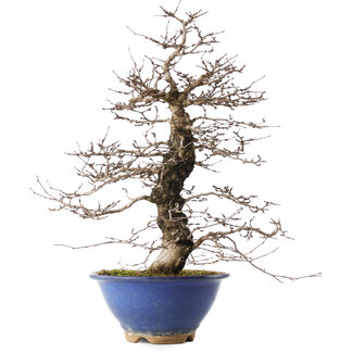 Carpinus coreana, 44,5 cm, ± 20 jaar oud