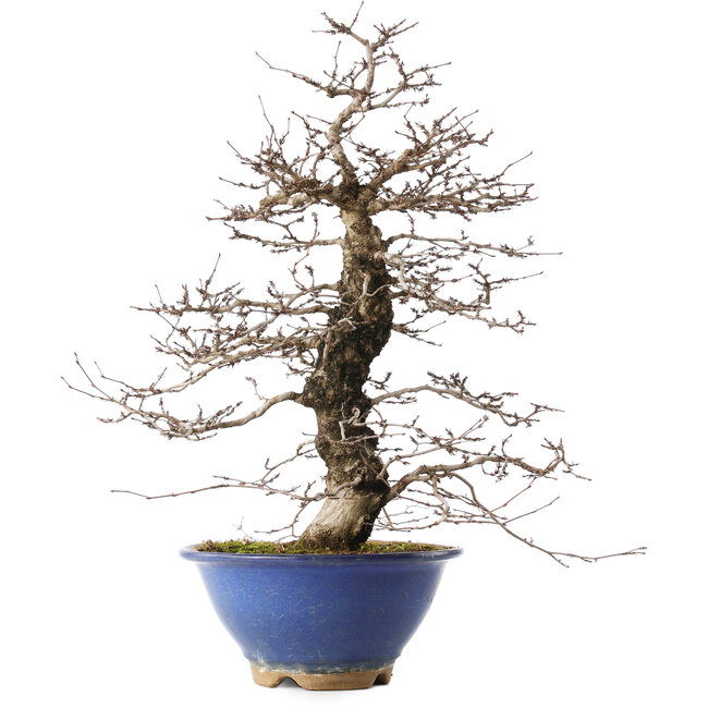 Carpinus coreana, 44,5 cm, ± 20 years old, in a broken pot