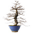 Carpinus coreana, 44,5 cm, ± 20 years old, in a broken pot