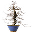 Carpinus coreana, 44,5 cm, ± 20 years old, in a broken pot