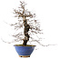 Carpinus coreana, 44,5 cm, ± 20 years old, in a broken pot