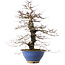 Carpinus coreana, 44,5 cm, ± 20 years old, in a broken pot