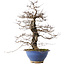 Carpinus coreana, 44,5 cm, ± 20 years old, in a broken pot