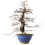 Carpinus coreana, 44,5 cm, ± 20 years old, in a broken pot