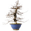 Carpinus coreana, 44,5 cm, ± 20 years old, in a broken pot