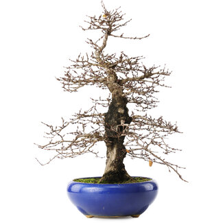 Carpinus coreana, 42 cm, ± 20 jaar oud