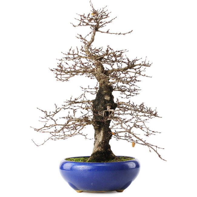 Carpinus coreana, 42 cm, ± 20 jaar oud