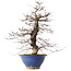 Carpinus coreana, 44,5 cm, ± 20 years old, in a broken pot