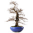 Carpinus coreana, 42 cm, ± 20 jaar oud