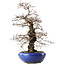 Carpinus coreana, 42 cm, ± 20 jaar oud