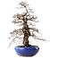 Carpinus coreana, 42 cm, ± 20 jaar oud