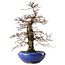 Carpinus coreana, 42 cm, ± 20 jaar oud