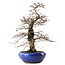 Carpinus coreana, 42 cm, ± 20 jaar oud