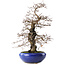 Carpinus coreana, 42 cm, ± 20 jaar oud