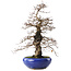 Carpinus coreana, 42 cm, ± 20 jaar oud