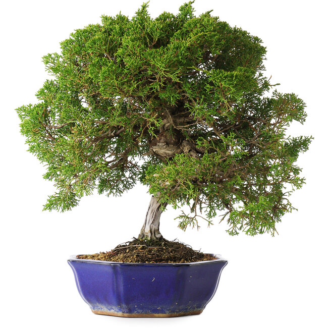 Juniperus chinensis Itoigawa, 36 cm, ± 25 jaar oud