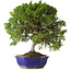 Juniperus chinensis Itoigawa, 36 cm, ± 25 jaar oud