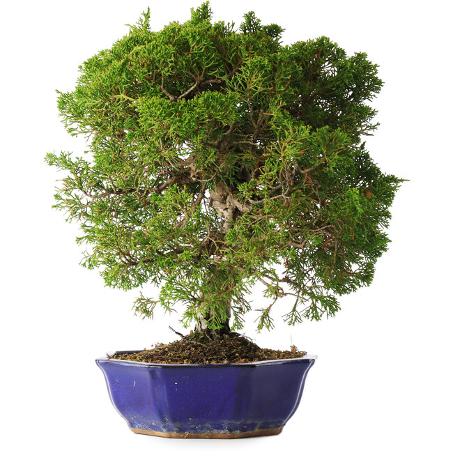 Juniperus chinensis Itoigawa, 36 cm, ± 25 anni