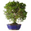 Juniperus chinensis Itoigawa, 36 cm, ± 25 jaar oud