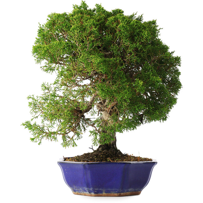 Juniperus chinensis Itoigawa, 36 cm, ± 25 years old